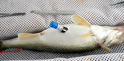 Acoustic telemetry tags are surgically implanted into the abdomens of walleyes. Walleye are anesthetized during the procedure and the incision is sutured after the tag is inserted.